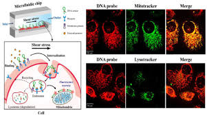Tunnuksen luomiseen tarvitset vain pankkitunnukset ja toimivan sähköpostiosoitteen. Dna Nanotechnology As A Tool To Develop Molecular Tension Probes For Bio Sensing And Bio Imaging Applications An Up To Date Review Sciencedirect