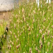 Image result for Eleocharis naumanniana