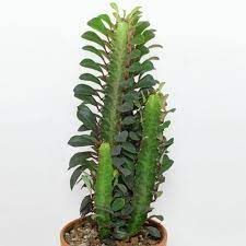 Euphorbia ingrens with brown spots euphorbia trigona red cathedral patio cactus large 6 pot. Cacti And Succulents Identification Cactus Euphorbia Cactus Identification