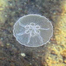 Siklus hidup aurelia aurita secara berurutan adalah. Aurelia Aurita Wikipedia Bahasa Indonesia Ensiklopedia Bebas