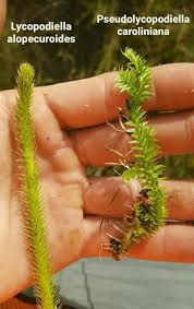 Image result for Lycopodiella caroliniana