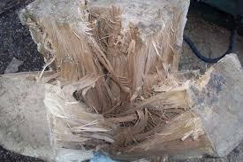 Split elm on a cold day | Arborist, Chainsaw & Tree Work Forum