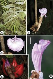 Image result for Dewildemania