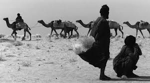 Around 2,000 camels and 1,000 donkeys come to the salt flat every day to transport the salt tiles to berahile. A Trade That Has Roots The Middle East Observer