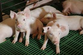 The spleen may show congestive splenomegaly when it is dark, enlarged, infarcted and. Know The Signs Of African Swine Fever Pork Business