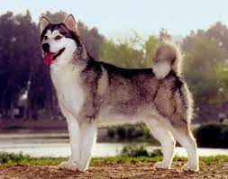 Check spelling or type a new query. Alaskan Malamute Simple English Wikipedia The Free Encyclopedia