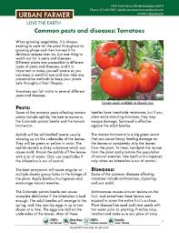 Tomato plant showing defoliation and fruit symptoms due to bacterial spot. How To Grow Tomatoes Tomato Growing Tomatoes Growing Vegetables