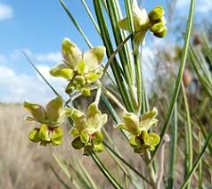 Image result for Gomphocarpus tomentosus