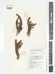 Image result for Euphorbia corniculata