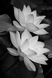 Black And White Lotus Flower Tattoo Photography Blackandwhitephotography Lotus White Lotus Flower Black And White Flowers Flowers Photography