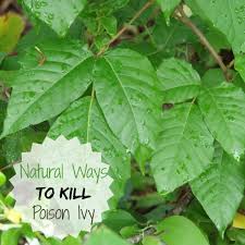 Maybe you would like to learn more about one of these? Poison Ivy Prevention Natural Ways To Treat This Invasive Weed