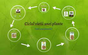 Ele asigura hrana oamenilor si animalelor Ciclul Vietii Unei Plante By Carmen P