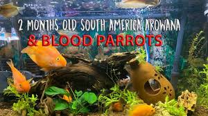 There are 4376 old south decor for sale on etsy, and they cost $29.37 on average. 2 Months Old South America Arowana Blood Parrots Youtube