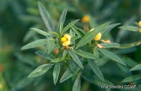 Image result for Stylosanthes