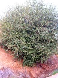 One vendor has this plant for sale. Salix Pedicellata Wikipedia