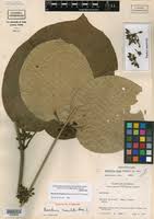 Image result for Marsdenia angolensis