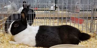 Maybe you would like to learn more about one of these? How To Start And Make Money From Rabbit Farming Business Agro4africa
