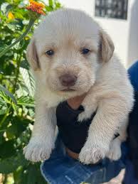 Adopciones y Rescates De Perros Y Gatos Merida Yucatan