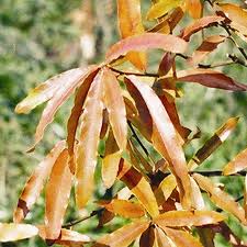 Image result for Quercus phellos