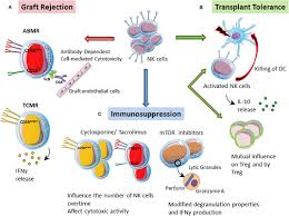 Image result for Transplant Rejection