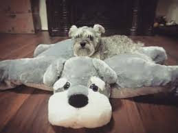 schnauzer pillow bed want one miniature schnauzer puppies mini schnauzer puppies schnauzer puppy