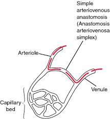 Arteriovenous Anastomosis Medical Dictionary Anatomy And Physiology Medical