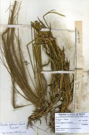 Image result for Perotis patens