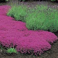 Creeping Thyme 300 Seeds Flowering Garden Herb Lawn Groundcover Thymus Serpyll Flowers Perennials Creeping Thyme Red Creeping Thyme