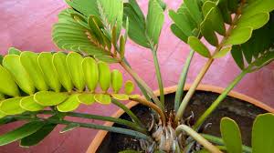 Image result for Zamia
