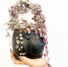 Image result for Ceropegia circinata