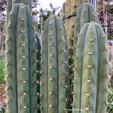 Image result for Riocreuxia chrysochroma