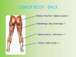It includes beautiful drawings to guide you how to exercise your muscles and in which order. Bones Muscles Joints And Movement Anatomical Position Helps