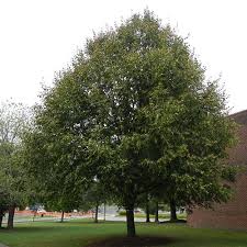 Image result for Littonia lindenii