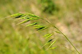 Image result for Bromus leptoclados