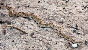 The sonoran gopher snake's scientific name is pituophis catenifer affinis, and is native to the southwestern united states. Sonora Gopher Snake Im Sudlichen New Mexico Stockfotos Freeimages Com