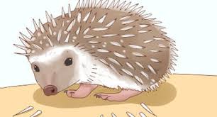 One thing they all have in common is the way their. How To Bathe A Pet Hedgehog 10 Steps With Pictures Wikihow