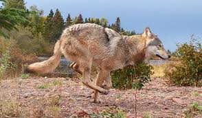 The official site of the minnesota timberwolves. Why Relocate Wolves To Isle Royale Isle Royale National Park U S National Park Service
