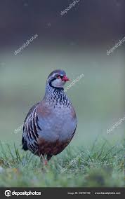 Image result for Alectoris rufa