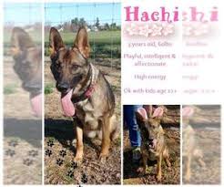 Some states, such as new jersey, maryland, and connecticut, have a higher average income, so prices are. German Shepherd Dog Dogs For Adoption In Maryland Usa Page 1 10 Per Page Puppyfinder Com