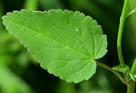 Image result for Sida spinosa