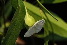 Image result for Aniseia martinicensis