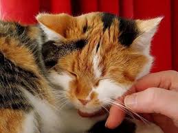 Regular veterinary exams and preventive care can help catch and treat problems early. Why Do Cats Purr It S Not Just Happiness Iheartcats Com