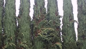 These trees are part of the sedona's native plant community and can be found next to intermittent streams and in cool canyons. My Cypress Tree Is Drooping What Can I Do To Help It