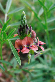 Image result for Microcharis annua