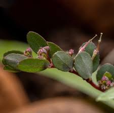 Image result for Euphorbia prostrata