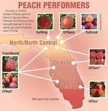 The skin has a wonderful red blush with. Fleshing Out The State Of The Florida Peach Growing Produce