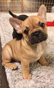 We do not allow texas breeders, adoption centers, rescues or shelters to list french bulldogs for free in texas. French Bulldog Puppy For Sale In Austin Tx Adn 65557 On Puppyfinder Com Gender Male Age 10 Bulldog Puppies French Bulldog Puppies Bulldog Puppies For Sale