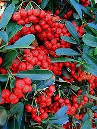 Firethorn Pyracantha Garden Hybrids