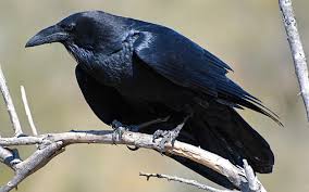 Abstract circle photo ravens birds blach and white gothic effect wood. Chihuahuan Raven Audubon Field Guide