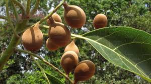 Image result for Terminalia bellirica